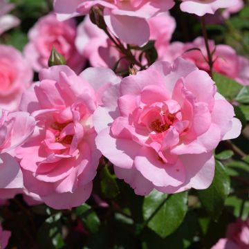 Rosa x polyantha Bordure Rose - Polyantha Rose