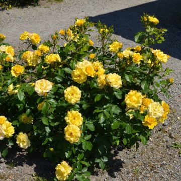 Rosa x polyantha Bordure d'Or - Polyantha Rose