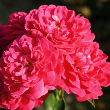 Rosa x polyantha LILLIPUTS Roxy - Dwarf Rose