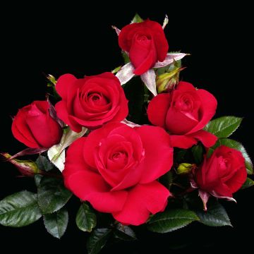 Rosa x polyantha Ruby Ruby - Polyantha Rose