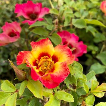 Rosa x persica 'Sunshine Babylon Eyes' - Miniature Rose