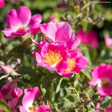 Rosa x polyantha Friendly 'Purple Meicosme' - Polyantha Rose