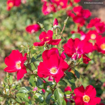 Rosa x polyantha Friendly 'Red Meiariba' - Polyantha Rose