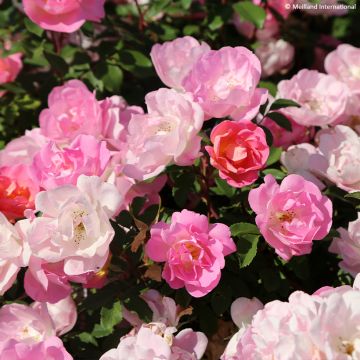 Rosa 'Pink Chantilly' - Shrub Rose