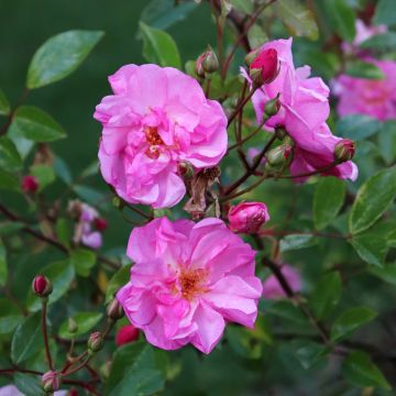Rosa x polyantha Louis Blériot