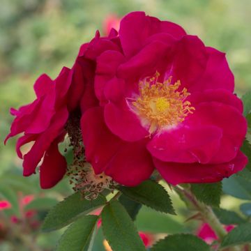 Rosa rugosa - Beach Rose