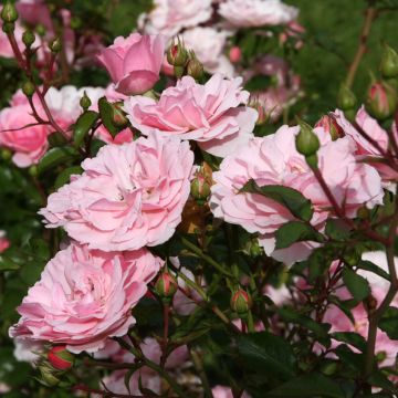 Rosa 'Bonica' - Standard Rose - 90/100cm