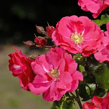 Rosa x floribunda PATIO ROSE Xenia - Floribunda Rose
