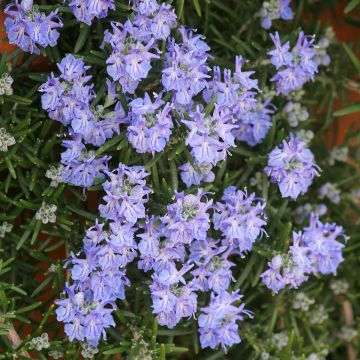 Rosmarinus officinalis Corsican Blue