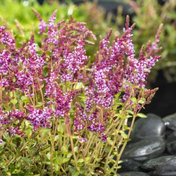 Rotala indica