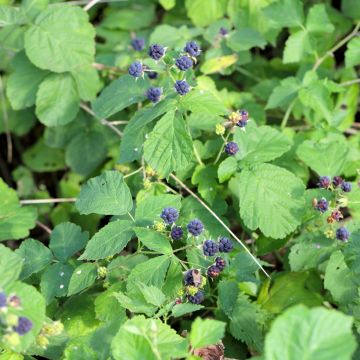 Rubus caesius - European dewberry