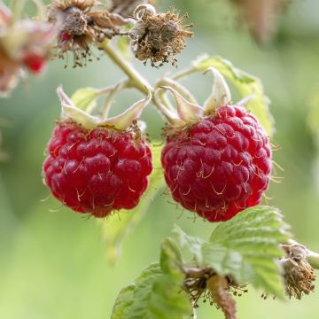 Raspberry Tulameen - Rubus idaeus