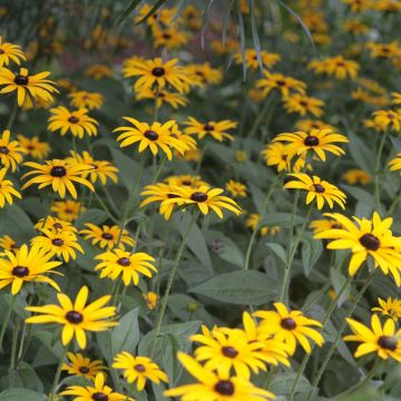 Rudbeckia fulgida Pot of Gold