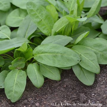 Organic Sorrel-Spinach - Patience - Ferme de Sainte Marthe seeds