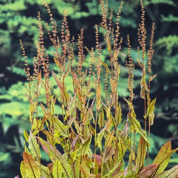 Rumex sauvignea - Pond sorrel