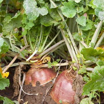 Champion Rapeseed (yellow with red collar) - Vilmorin seeds - Brassica napus