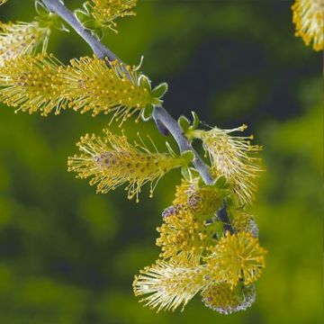 Salix repens Armando