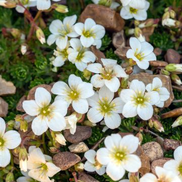 Saxifraga paniculata var. minutifolia Minutifolia