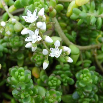 Sedum divergens 