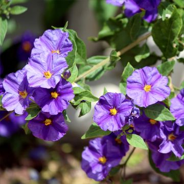 Solanum rantonetti - Gentiane en Arbre