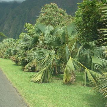 Sabal palmetto - Cabbage Palm