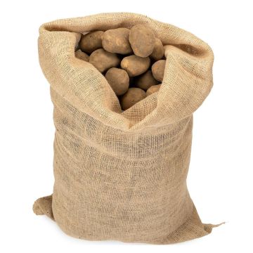 Special 215g/m2 jute bag for potatoes, capacity 25 kg, 51 x 79 cm (31in), The Cordeline.