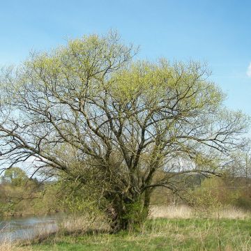 Salix alba  