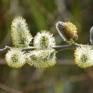 Salix caprea - Great Sallow