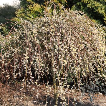 Salix caprea Curly Locks - Great Sallow