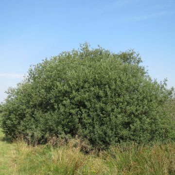 Salix  cinerea 