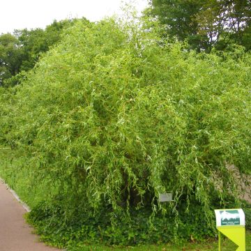 Salix x erythroflexuosa - Willow