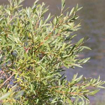 Salix exigua - Coyote Willow