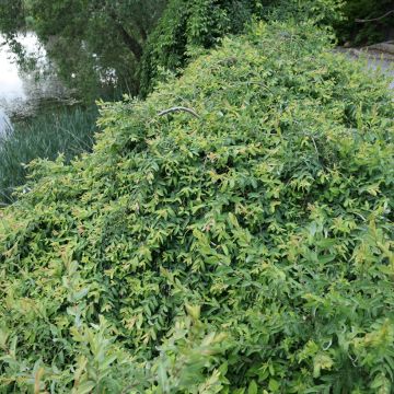 Salix integra Pendula - Dappled Willow