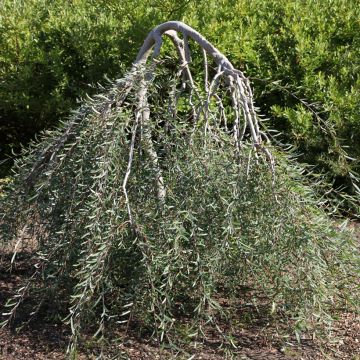 Salix purpurea Pendula - Purple Willow