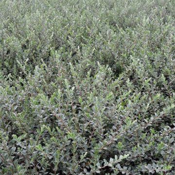 Salix repens var. nitida  - Creeping Willow