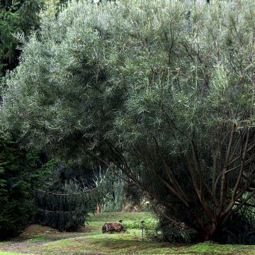 Salix rosmarinifolia - Narrow-leaved Rosemary Willow