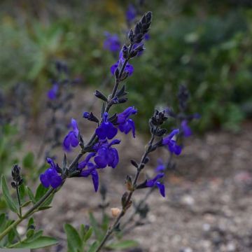 Salvia (x) microphylla Blue Note®