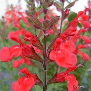 Salvia (x) jamensis Flammenn ®