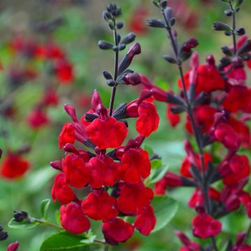 Salvia jamensis Reve Rouge