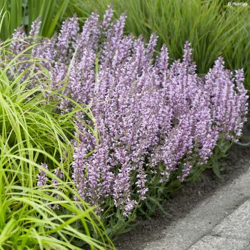 Salvia nemorosa Feathers Flamingo Bocoffla