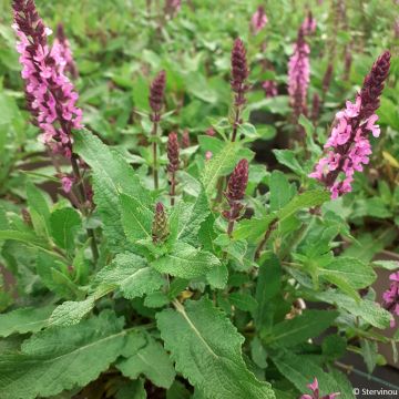 Salvia nemorosa Midnight Rose - Woodland Sage