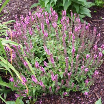 Salvia nemorosa Sensation Rose - Sauge des bois