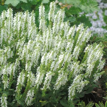 Salvia nemorosa Sensation White - Woodland Sage