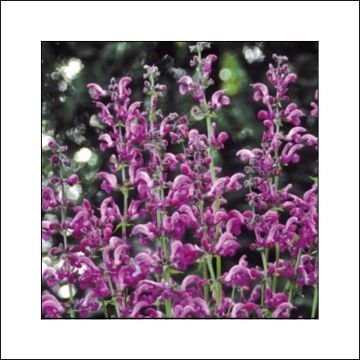 Salvia pratensis Sweet Esmeralda - Meadow Sage