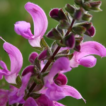 Salvia pratensis Sweet Esmeralda - Meadow Sage