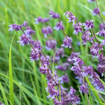 Salvia verticillata Hannays Blue