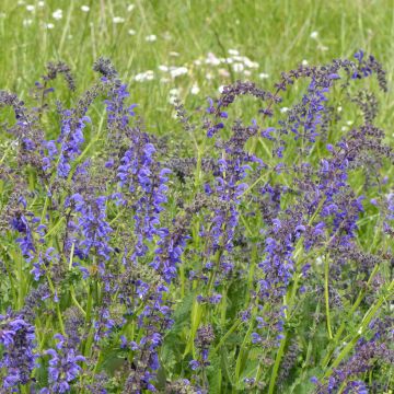Salvia pratensis