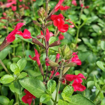 Salvia (x) jamensis Flammenn ®