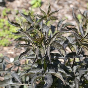 Sambucus nigra Blue Sheen - Elder