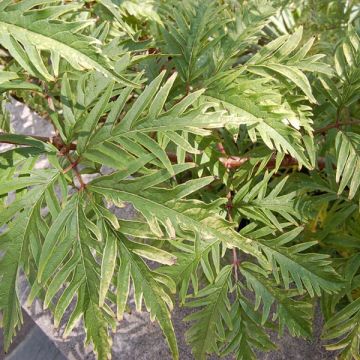 Elderberry - Sambucus racemosa Sutherland Gold